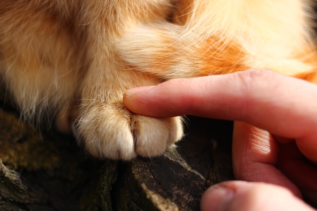 Hand die een kat aait. Vriendschap van mens en dier.