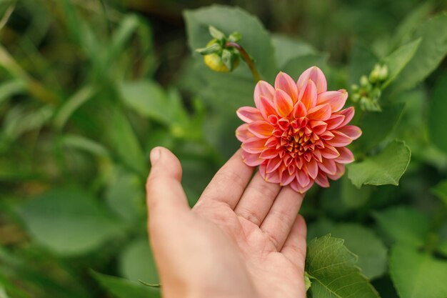 Hand die een prachtige dahlia bloem vasthoudt in de herfst natuurlijke tuin Close up op grote pastel roze en rode dahlia blom in een zonnige groene tuin Bloemige behangruimte voor tekst