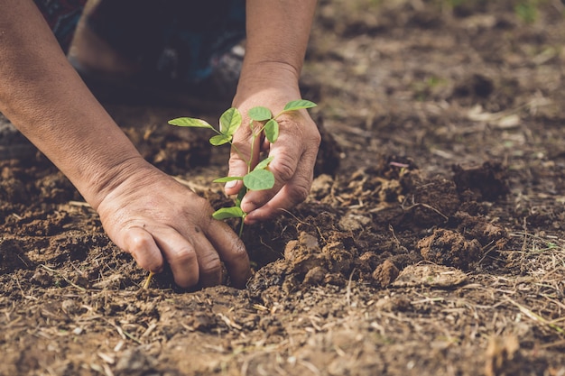 Hand die en de jonge boom van de vlindererwt houden in grond zaaien. Bewaar wereld en ecologie concept