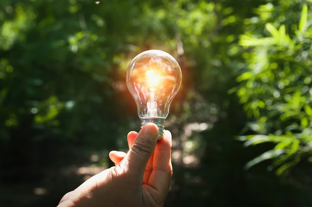 Hand die gloeilamp met zonneschijn in bos houdt