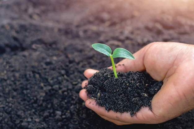 Hand die kleine boom voor het planten in tuin houdt