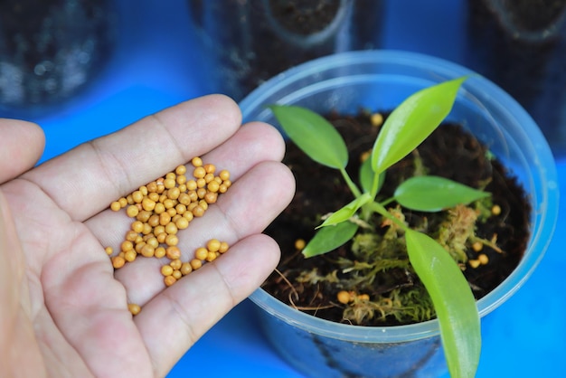 Hand die kunstmest geeft aan jonge plant in het groeien op pot van biologische boerderij