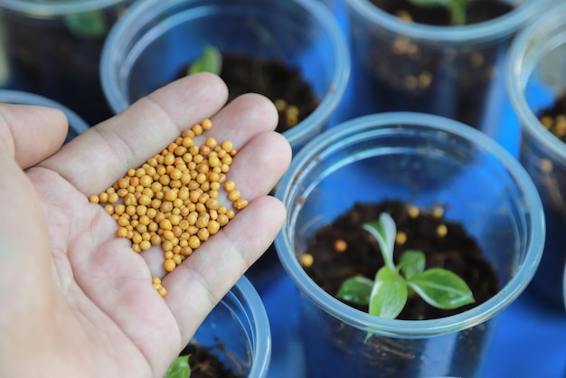 Hand die kunstmest geeft aan jonge plant in het groeien op pot van biologische boerderij