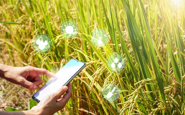 Hand die mobiele inspectie van rijst in landbouwtuin gebruikt met concepten moderne technologieën.