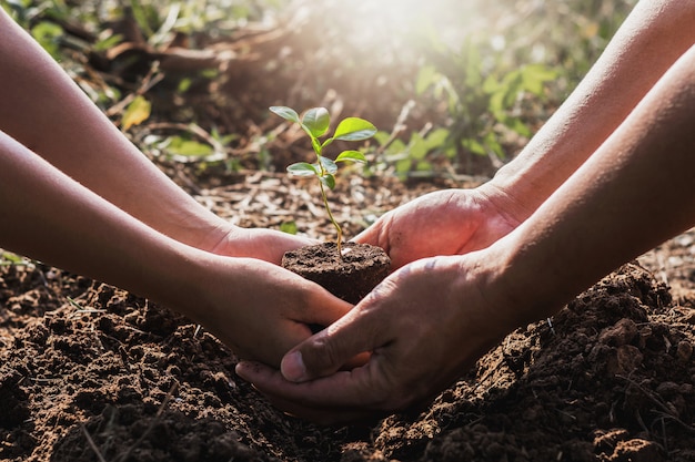 Hand die plantboom in tuin helpen. eco concept