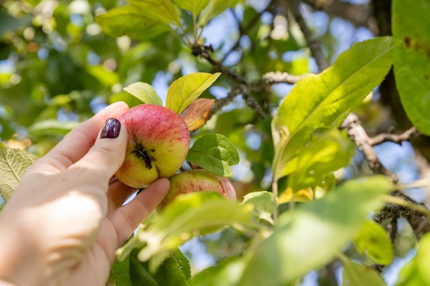 Hand die reikt naar appel groeit bovenop boom in boomgaard vrouwelijke handen plukken een appel van een tak Oogst appels op een zonnige dag Boer staat op een trapladder en plukt appels van takken