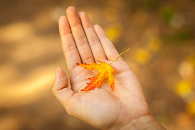 Hand die rood en geel de herfstblad steunt