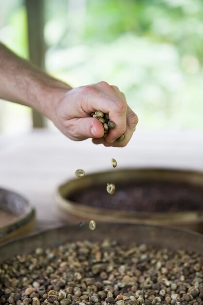 Hand die ruwe kopi Luwak-koffiebonen op koffieboerderij houden