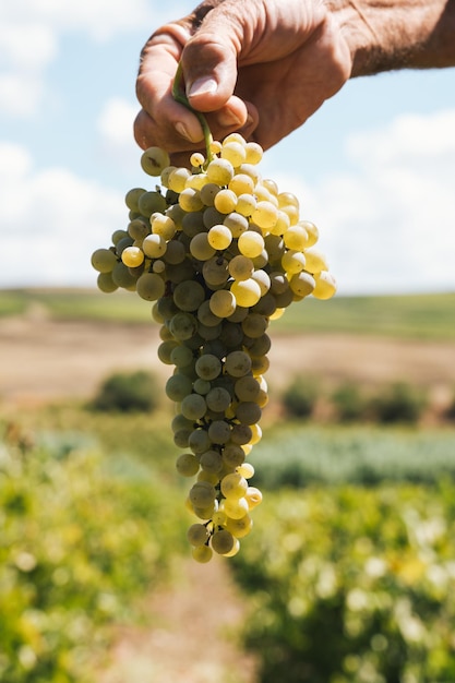 Hand die vers geoogste druiven houdt bij wijngaard