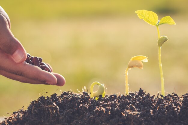 Hand die zaad en de groei van jonge groene installatie houdt