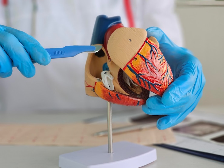 Photo hand of doctor cardiologist with scalpel anatomy of heart