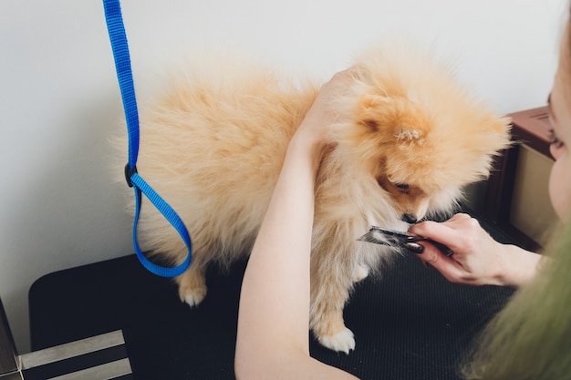 Hand doing grooming, haircut, combing wool of beautiful happy Pomeranian Spitz dog.