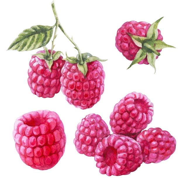 Hand drawing watercolor raspberry set isolated on white