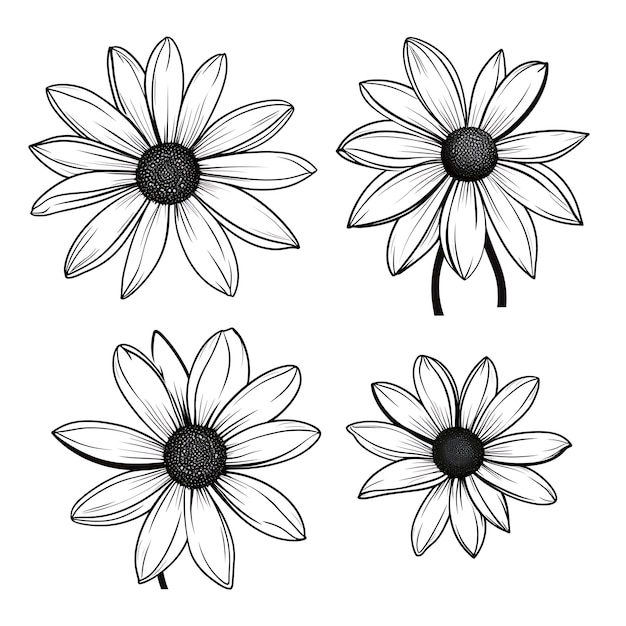 Photo hand drawn black eyed susan flower outlines black color on white backgr outline minimalist simple