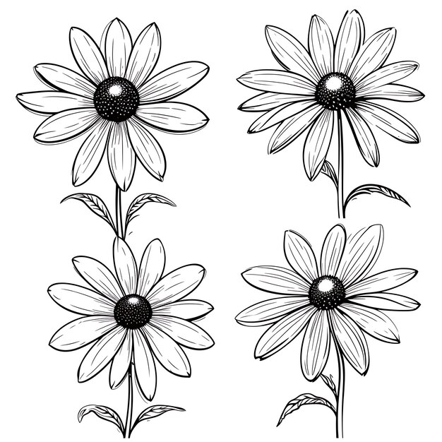 Foto disegno a mano black eyed susan flower contours colore nero su sfondo bianco contour minimalista semplice