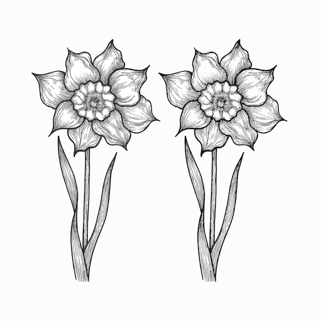 Hand drawn black pencil daffodil drawing isolated on white background Can be used for cards label and other printed products