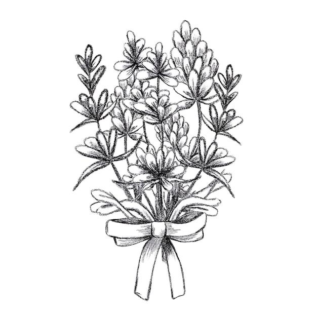 Photo hand drawn black pencil lavender flowers bouquet isolated on white background can be used for post card label ornament