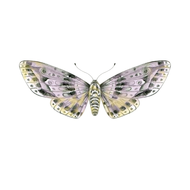 Hand drawn butterfly