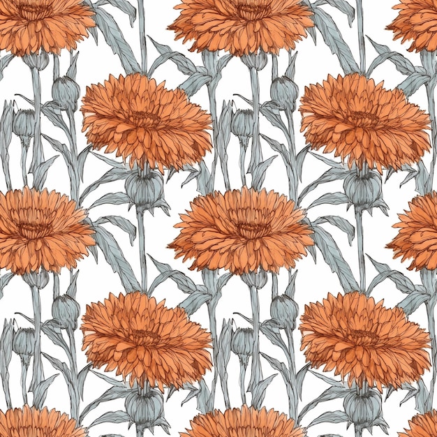 Hand drawn Calendula Flower Floral Seamless Pattern on White Background