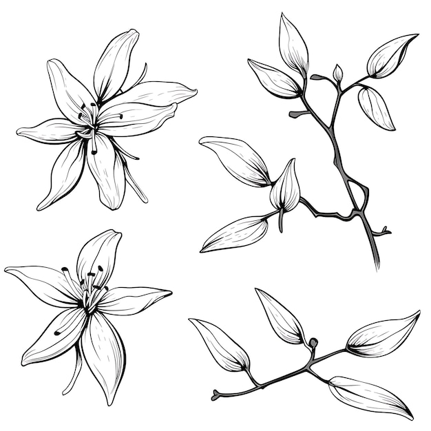 Hand Drawn Carambola Branch Outlines Black Color on White Background Co outline minimalist simple