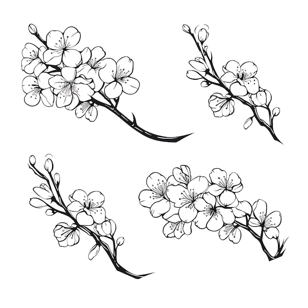 Foto ramo di fiore di ciliegio disegnato a mano contorno colore nero su sfondo bianco contorno minimalista semplice