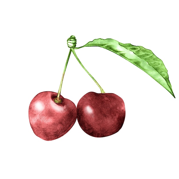 Hand drawn cherry