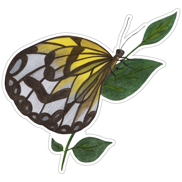 Фото Нарисованная вручную красочная наклейка с бабочкой, изолированная на белом фоне иллюстрация бабочки, нарисованная цветным карандашом нарисованная вручную наклейка с мотыльком