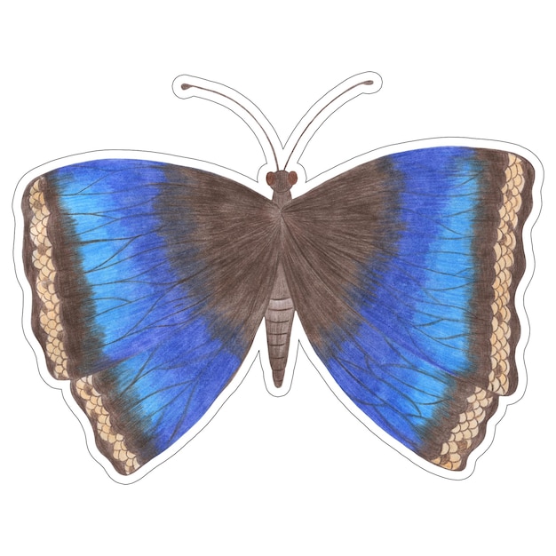 Нарисованная вручную красочная наклейка с бабочкой, изолированная на белом фоне Иллюстрация бабочки, нарисованная цветным карандашом Нарисованная вручную наклейка с мотыльком