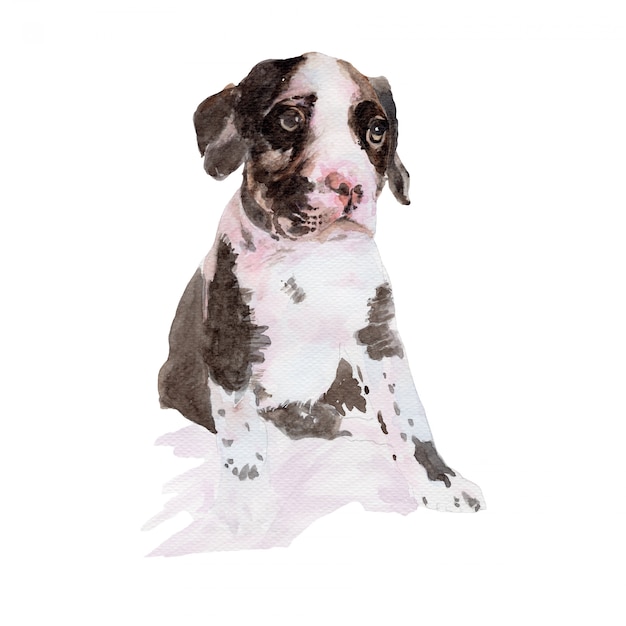 Photo hand-drawn dog isolated on white background.