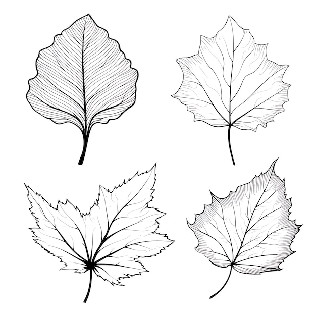 Hand Drawn Fig Leaf Outlines Black Color on White Background Contour Se outline minimalist simple