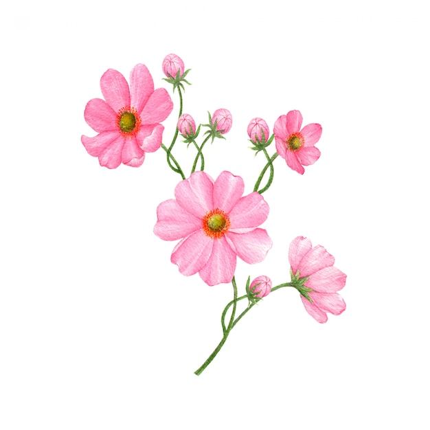 Photo hand-drawn flowers  isolated on white background