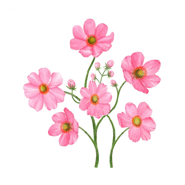 Photo hand-drawn flowers  isolated on white background