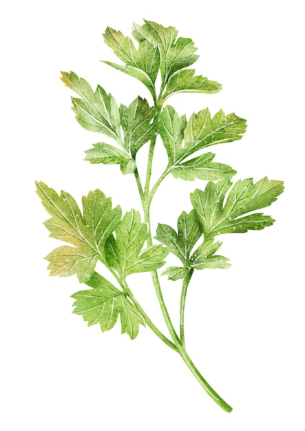 Photo hand drawn green parsley sprig in watercolor