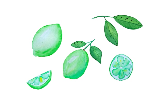 Hand drawn limes