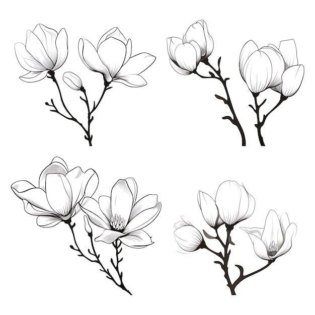 Foto ramo di magnolia disegnato a mano contorno colore nero su sfondo bianco con contorno minimalista semplice