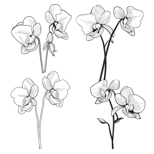 Фото Ручная очертание орхидеи черный цвет на белом фоне контурный набор очертаний минималистичный простой