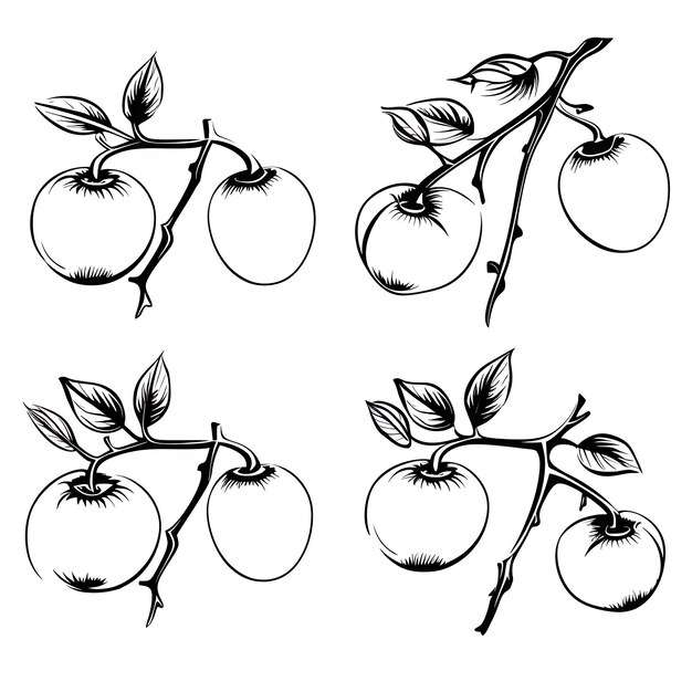 Photo hand drawn persimmon branch outlines black color on white background co outline minimalist simple