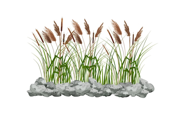 Photo hand drawn reed or pampas grass surrounded by gray stonescane silhouette on white background