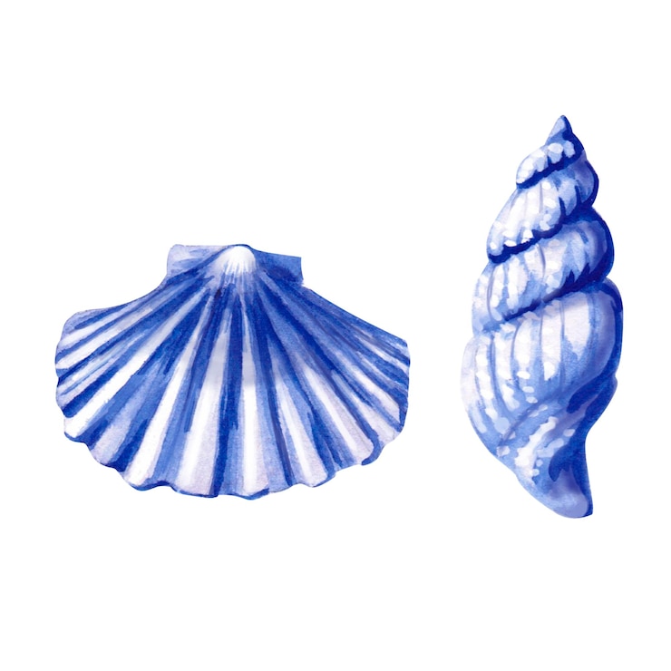 Photo hand drawn round sea shell isolated watercolor realistic sea shell illustration for fish restaurant