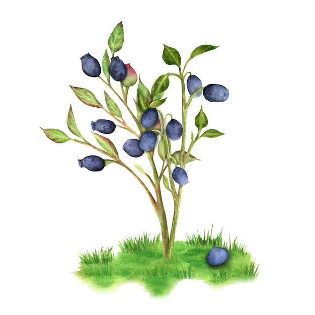 Hand-drawn sprig of a blueberry bush with juicy berries