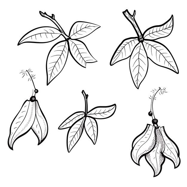 Photo hand drawn starfruit branch outlines black color on white background co outline minimalist simple