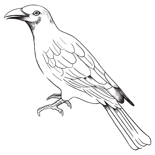 hand drawn tanager bird transparent png