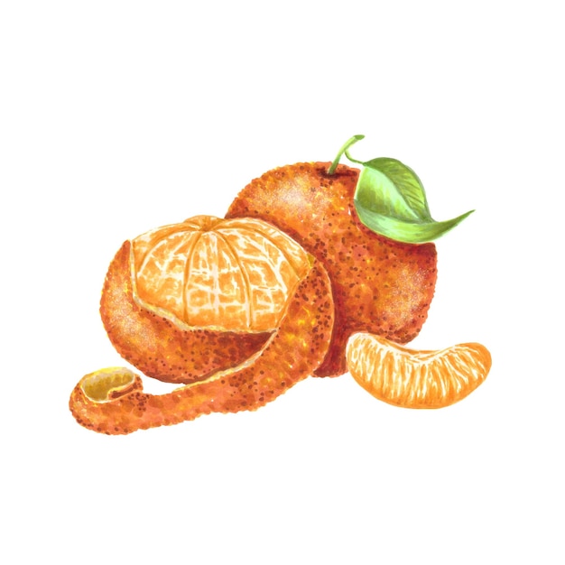 Hand drawn tangerines with peel and slice, marker illustration isolated on white