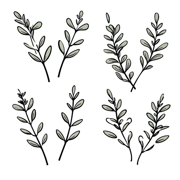 Photo hand drawn thyme leaf outlines black color on white background contour outline minimalist simple