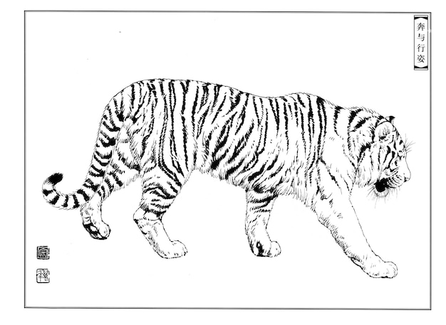 Hand drawn tiger