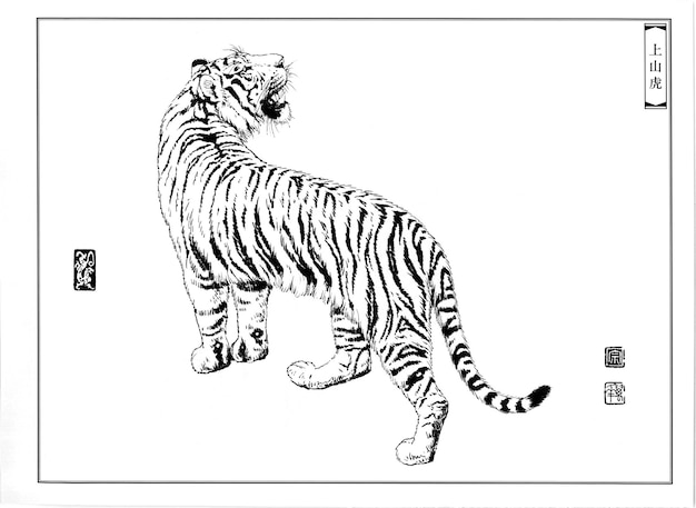 Photo hand drawn tiger