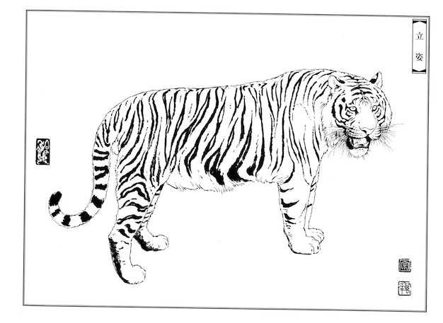 Hand drawn tiger