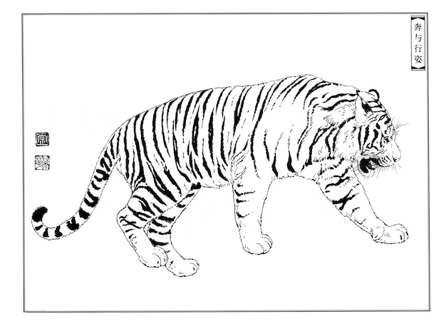 Hand drawn tiger