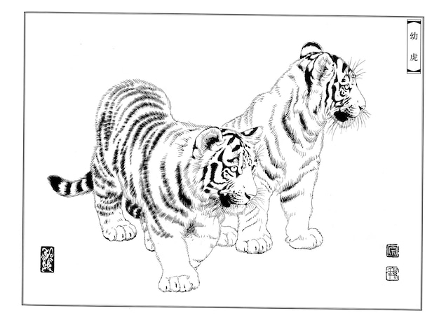 Hand drawn tiger