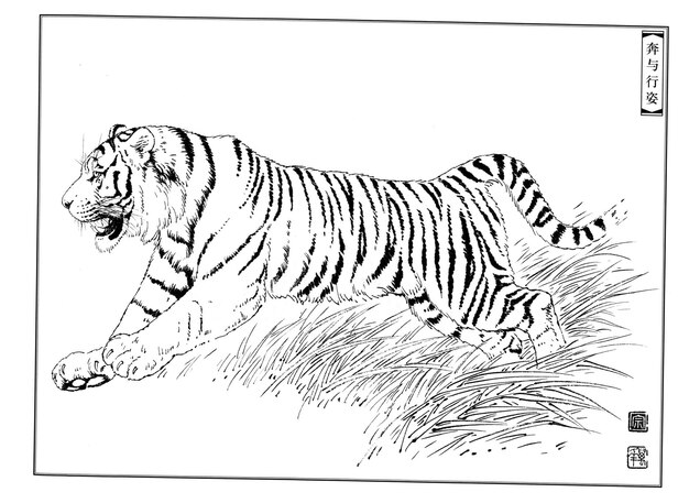 Photo hand drawn tiger